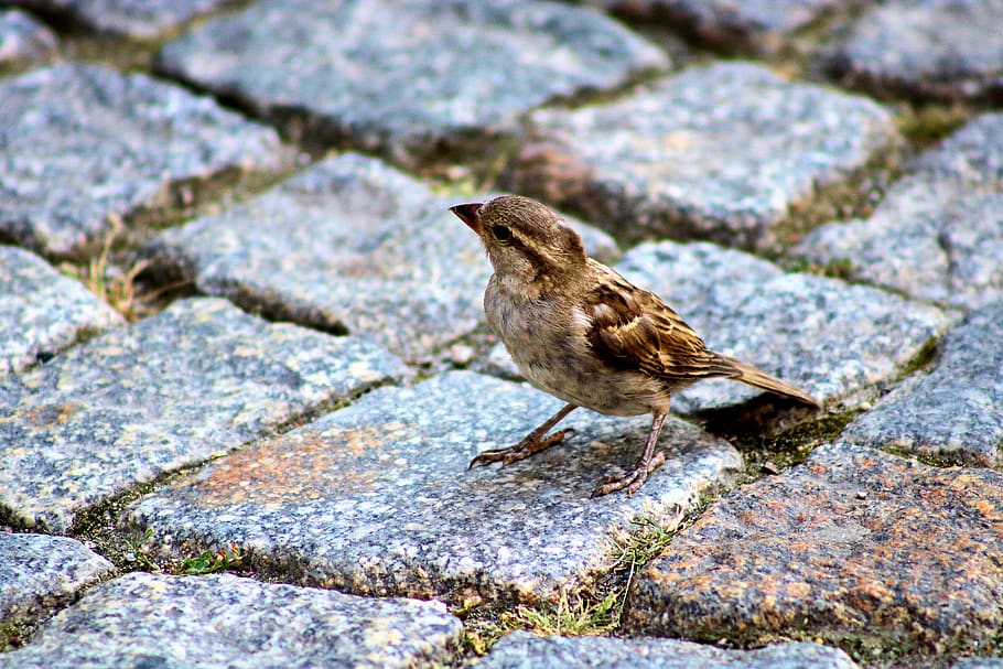 sparrow, bird, pavement, grey, animal, sperling, close up, city HD wallpaper