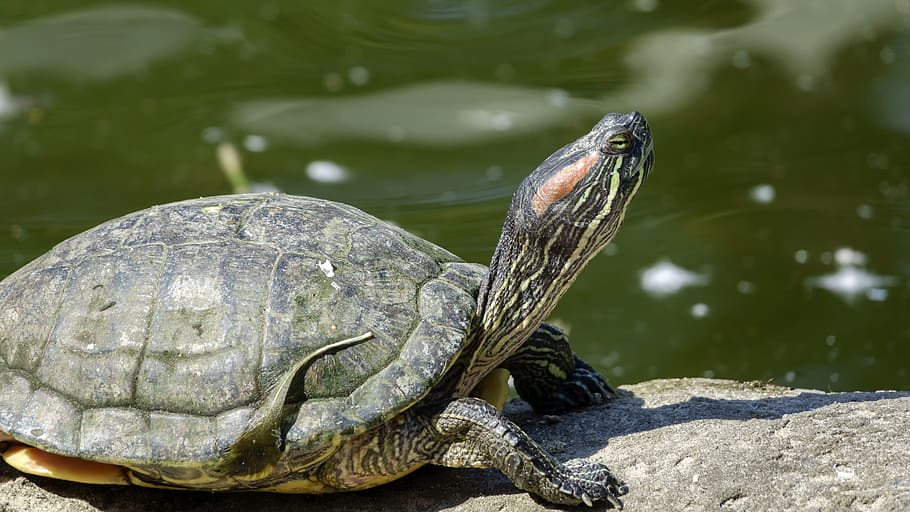 turtle, warms, sun, reptile, river, sits, head, shell, eye HD wallpaper