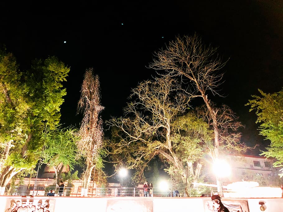 india, night, forest, assam, guwahati, trees, night time, lights, HD wallpaper