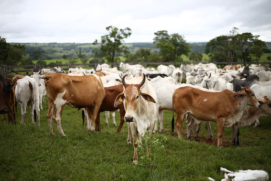 Herd Of Cows, animals, cattle, farm, farm animals, farmland, livestock HD wallpaper