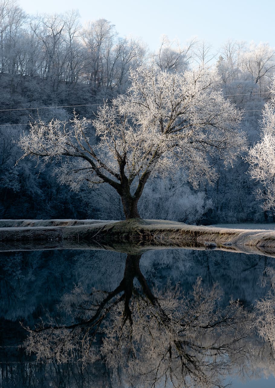 white tree with reflection on body of water, outdoors, nature