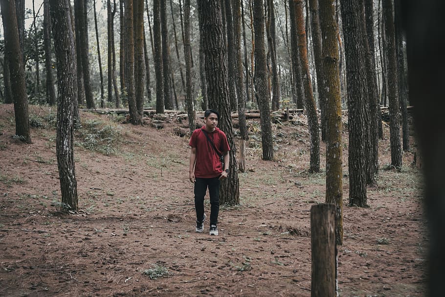 man surround with trees, nature, forest, woodland, plant, outdoors HD wallpaper
