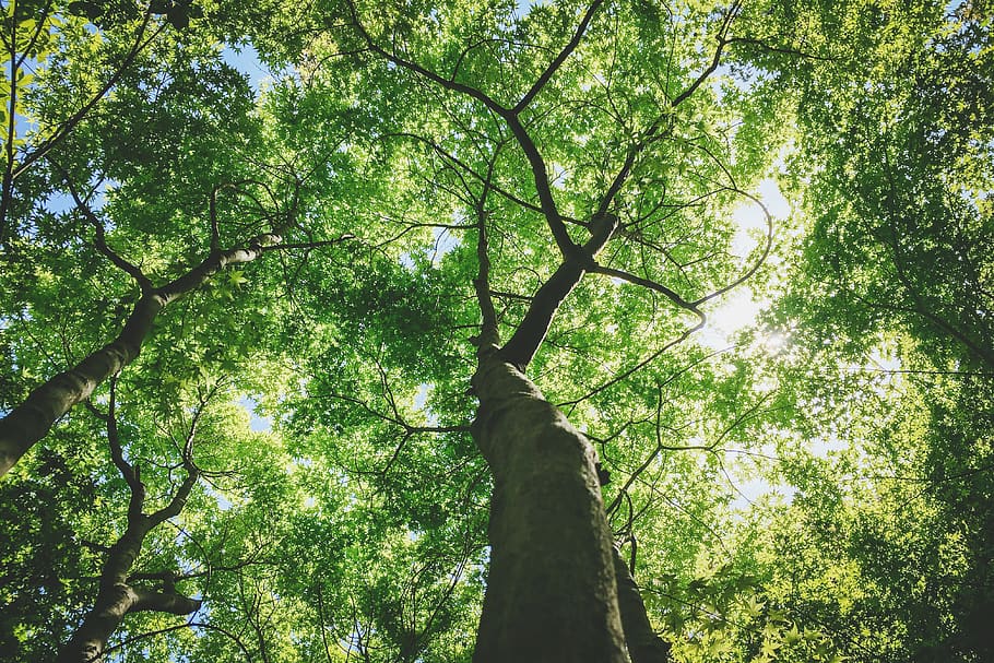 tree, forest, summer, relax, green, look up, growth, sunny HD wallpaper