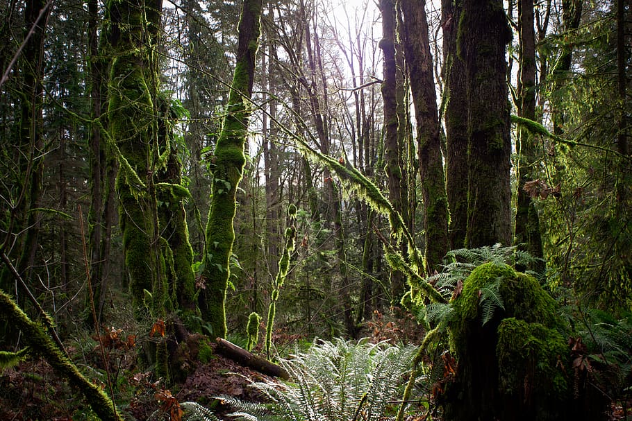 moist bark forest, plant, vegetation, tree, nature, land, outdoors HD wallpaper
