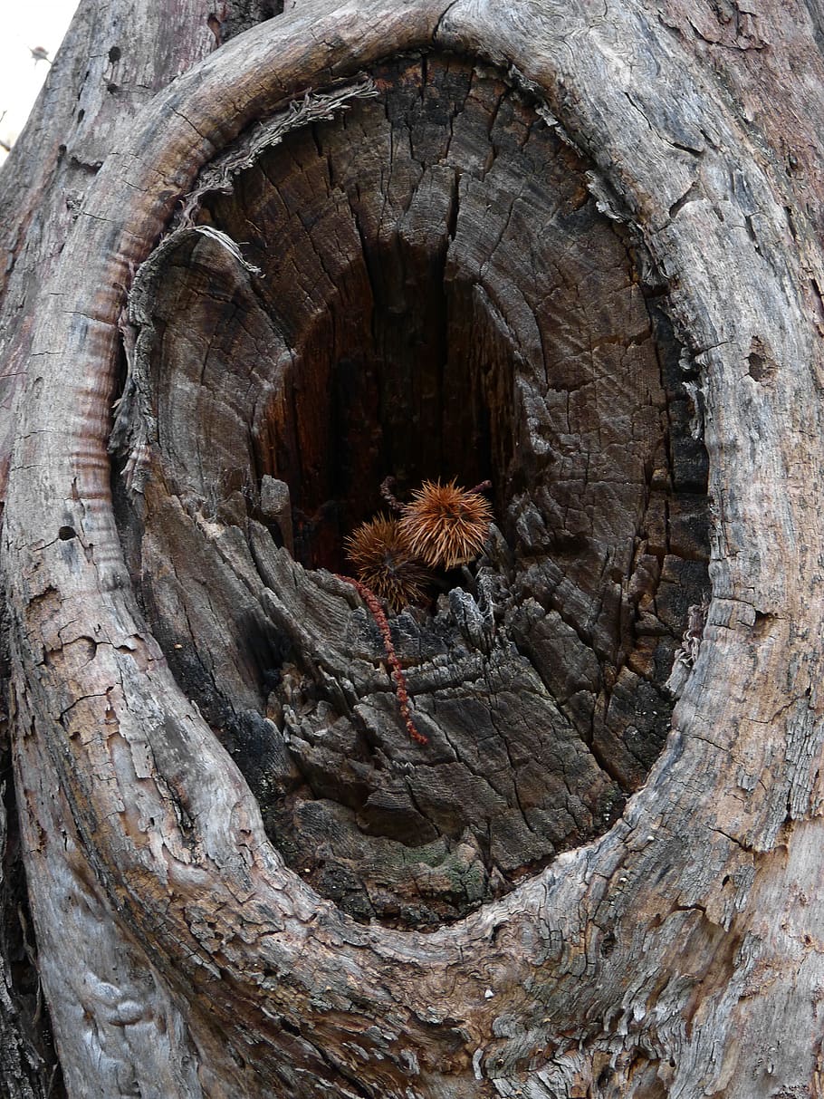 Wood eye. Дыра в дереве. Дерево с глазами. Древесные глаза.