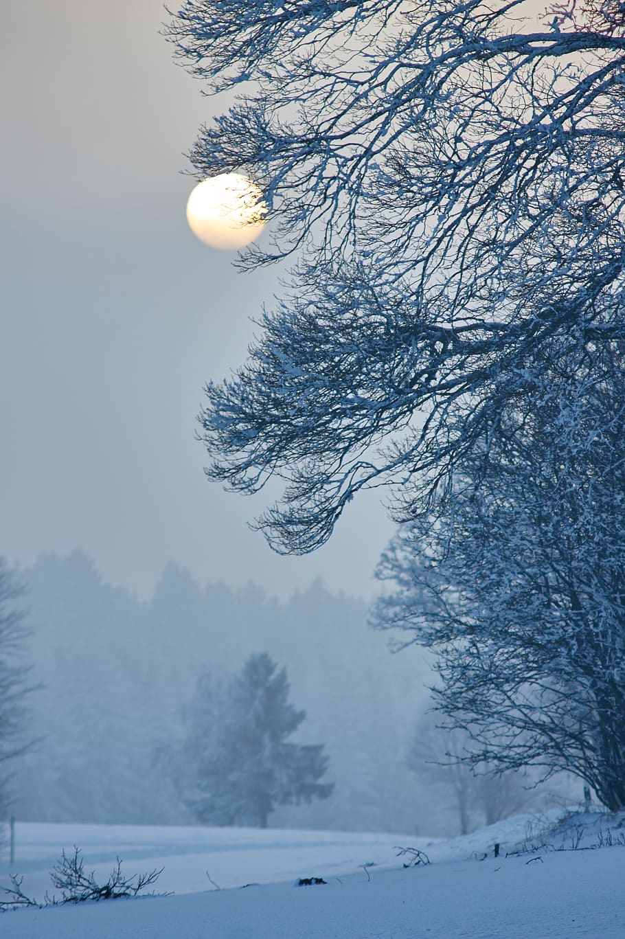 trees covered with snow, cold temperature, winter, scenics - nature HD wallpaper