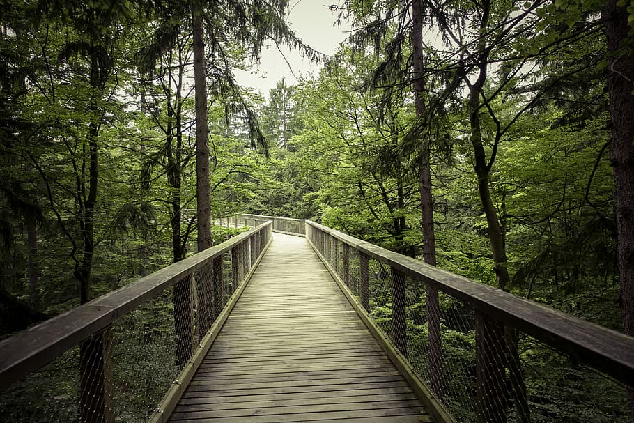Brown Wooden Bridge, daylight, environment, forest, green, hike HD wallpaper