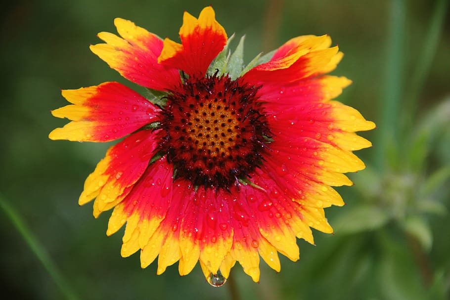 flower, yellow, red, green, close up, garden, plant, blossom HD wallpaper