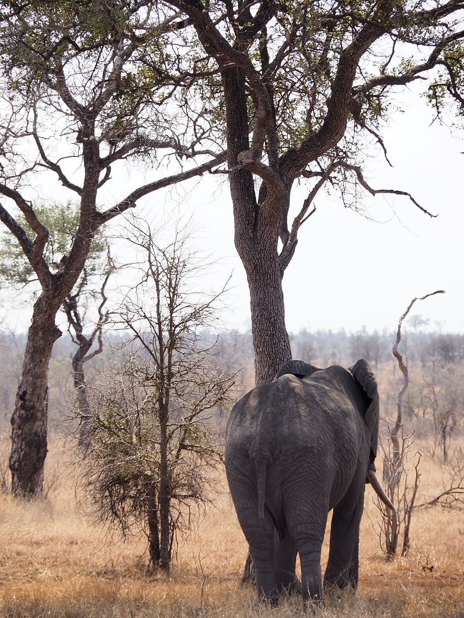 black elephant standing under tree, animal wildlife, animal themes HD wallpaper