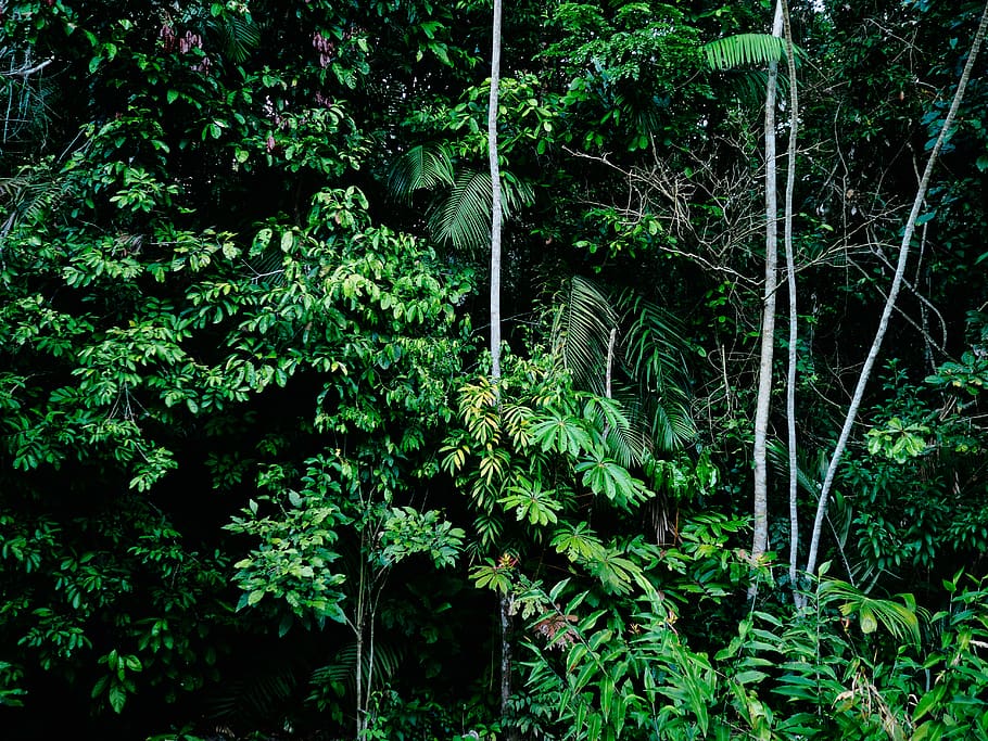 plant, tree, growth, green color, forest, beauty in nature HD wallpaper