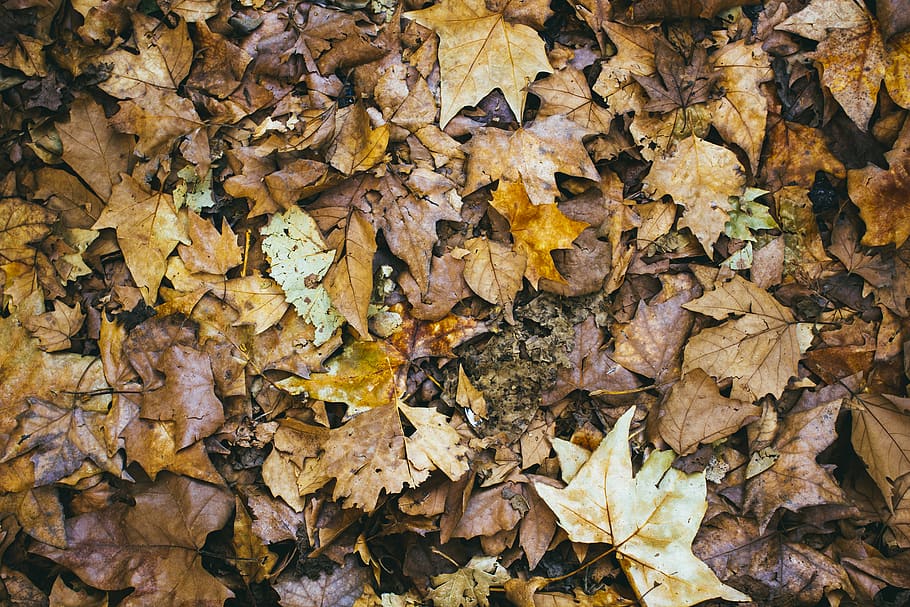 spain, madrid, fall, autumn, rain, plants, leaves, brown, leaf HD wallpaper