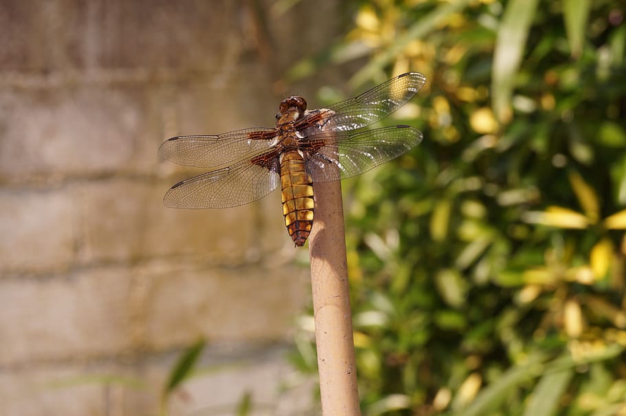 dragonfly, insect, reed, animals in the wild, animal wildlife HD wallpaper