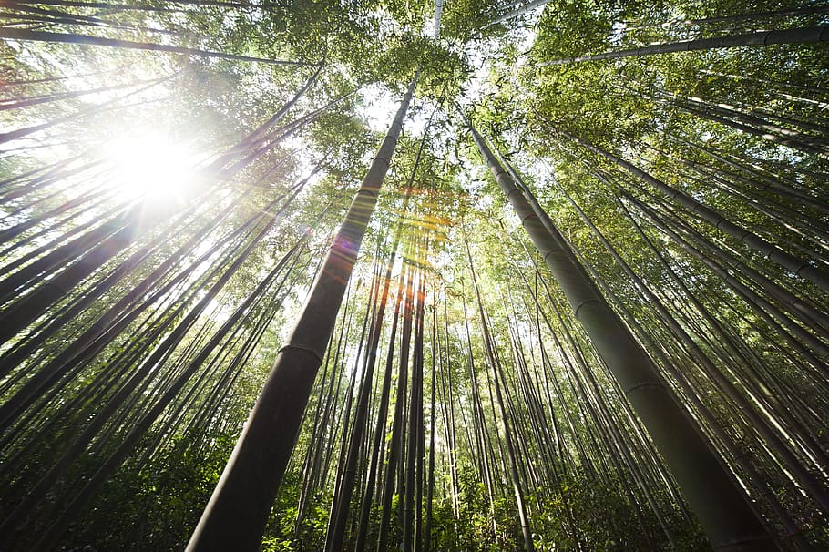 Sunlight over Brown Bamboo Trees, forest, grass, green, nature HD wallpaper