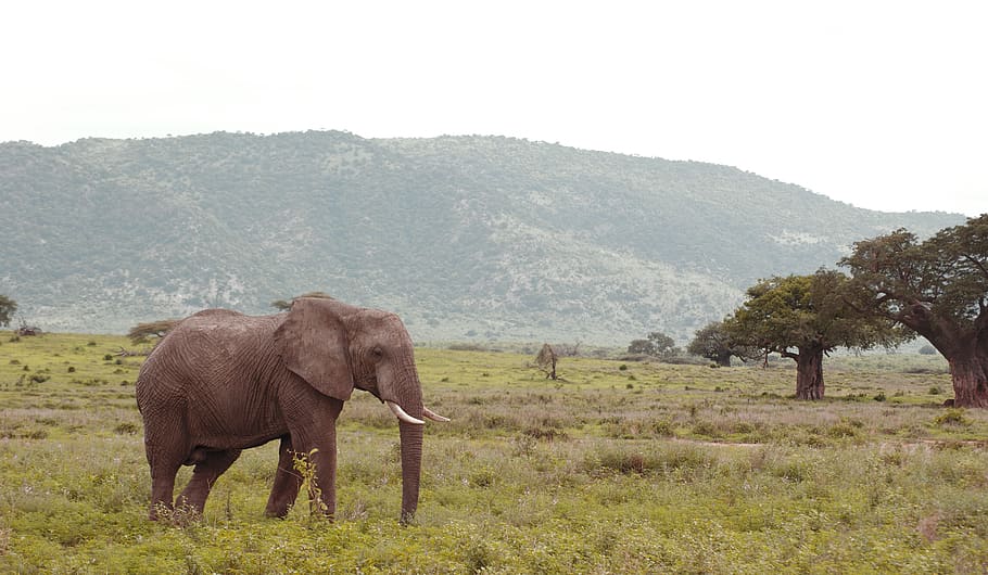 tanzania, animal themes, mammal, elephant, animal wildlife HD wallpaper