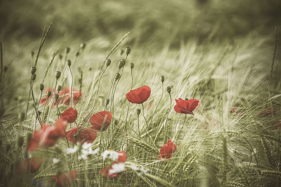 red-petaled flowers, plant, beauty in nature, growth, land, field HD wallpaper