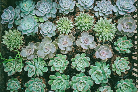 dalat, vietnam, tree, spring, growth, succulent plant, green color HD wallpaper