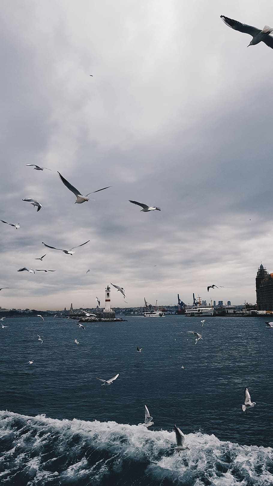 Flock of Seagulls, bay, boat, clouds, daylight, feathers, flock of birds HD wallpaper