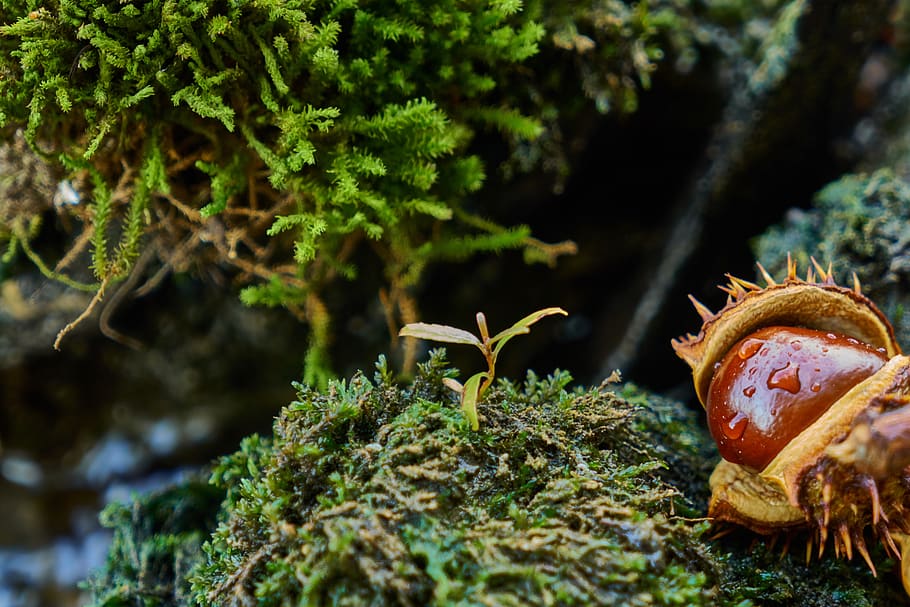 river, chestnut, autumn, plant, nature, no people, growth, moss HD wallpaper