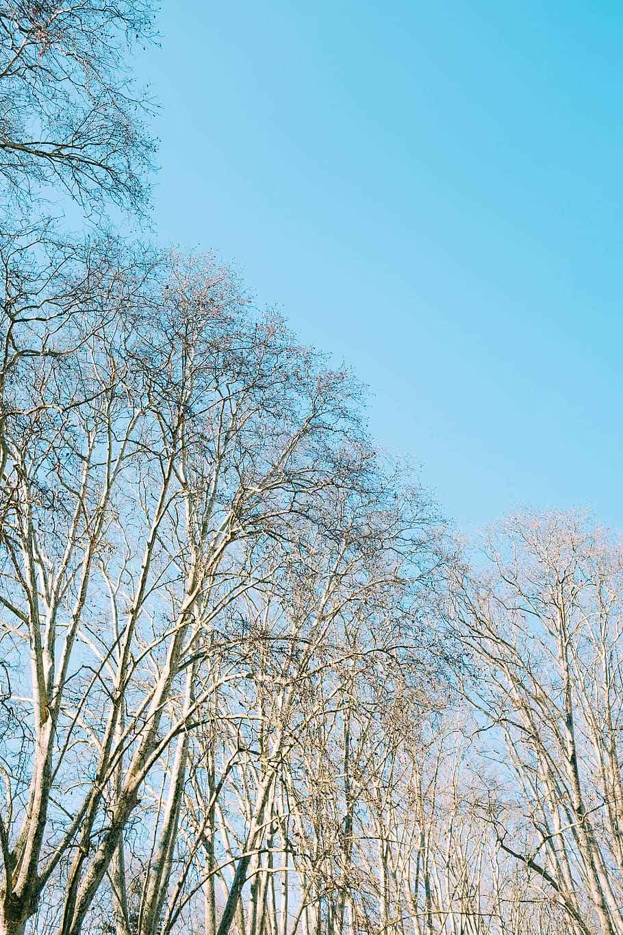 gray tree during daytime low-angle photography, plant, outdoors HD wallpaper