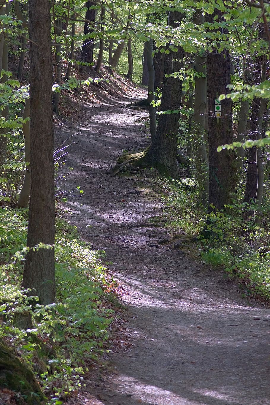 forest path, trail, nature, trees, mood, walk, plant, direction HD wallpaper
