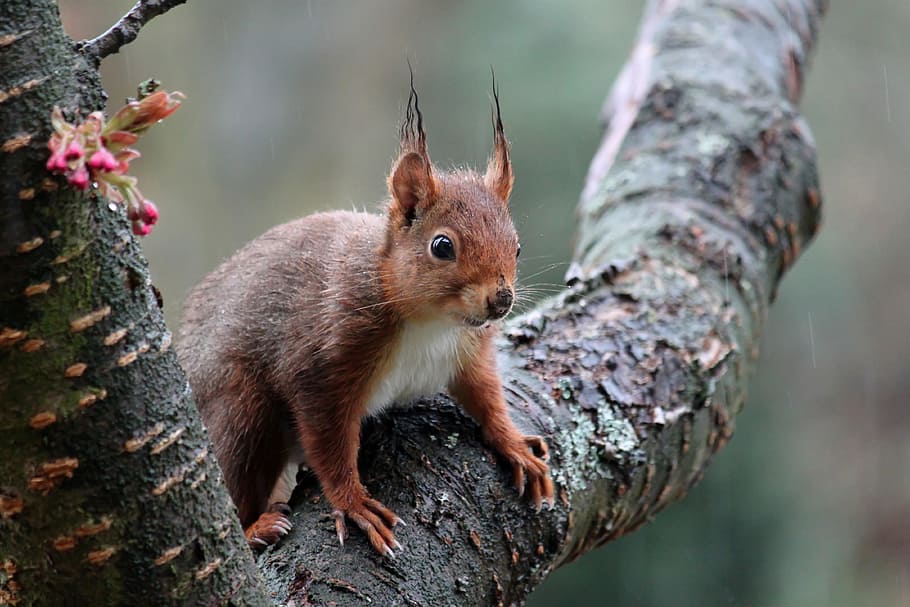 squirrel, animal, quick, fast, tiny, rodent, animal themes HD wallpaper