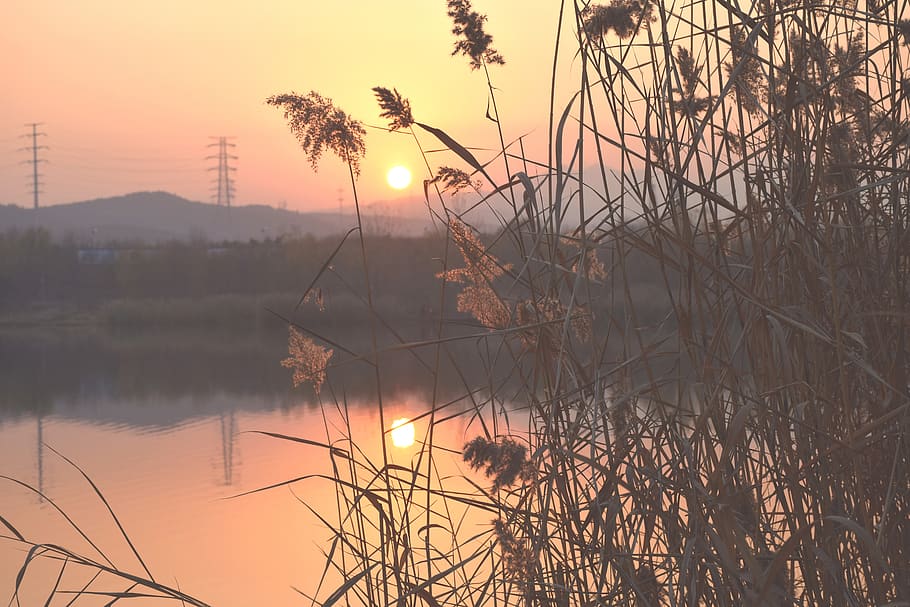 sunset, reed, riverside, reflection, views, water, plant, beauty in nature HD wallpaper