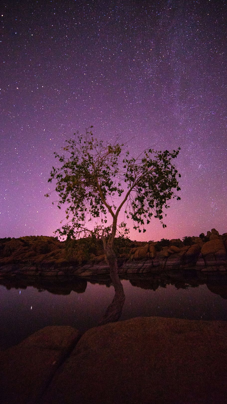 green tree beside body of water, wallpaper, background, reflection HD wallpaper