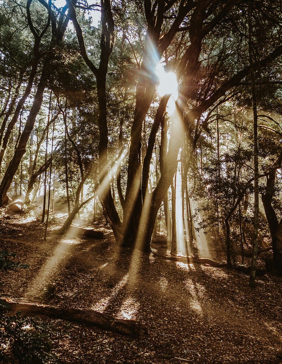 sunrays on woods during daytime, tree, plant, sunlight, sunbeam HD wallpaper