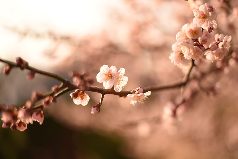 spring, korea, flower, flowering plant, fragility, beauty in nature HD wallpaper