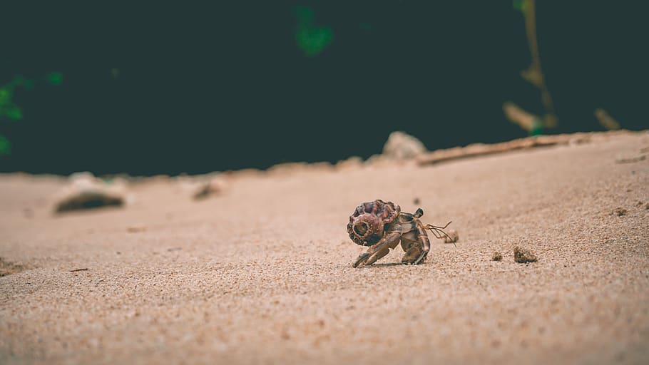 brown hermit crab on sand, food, invertebrate, seafood, sea life, HD wallpaper
