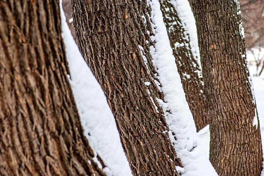 tree, plant, tree trunk, moscow, aptekarskiy ogorod, russia HD wallpaper