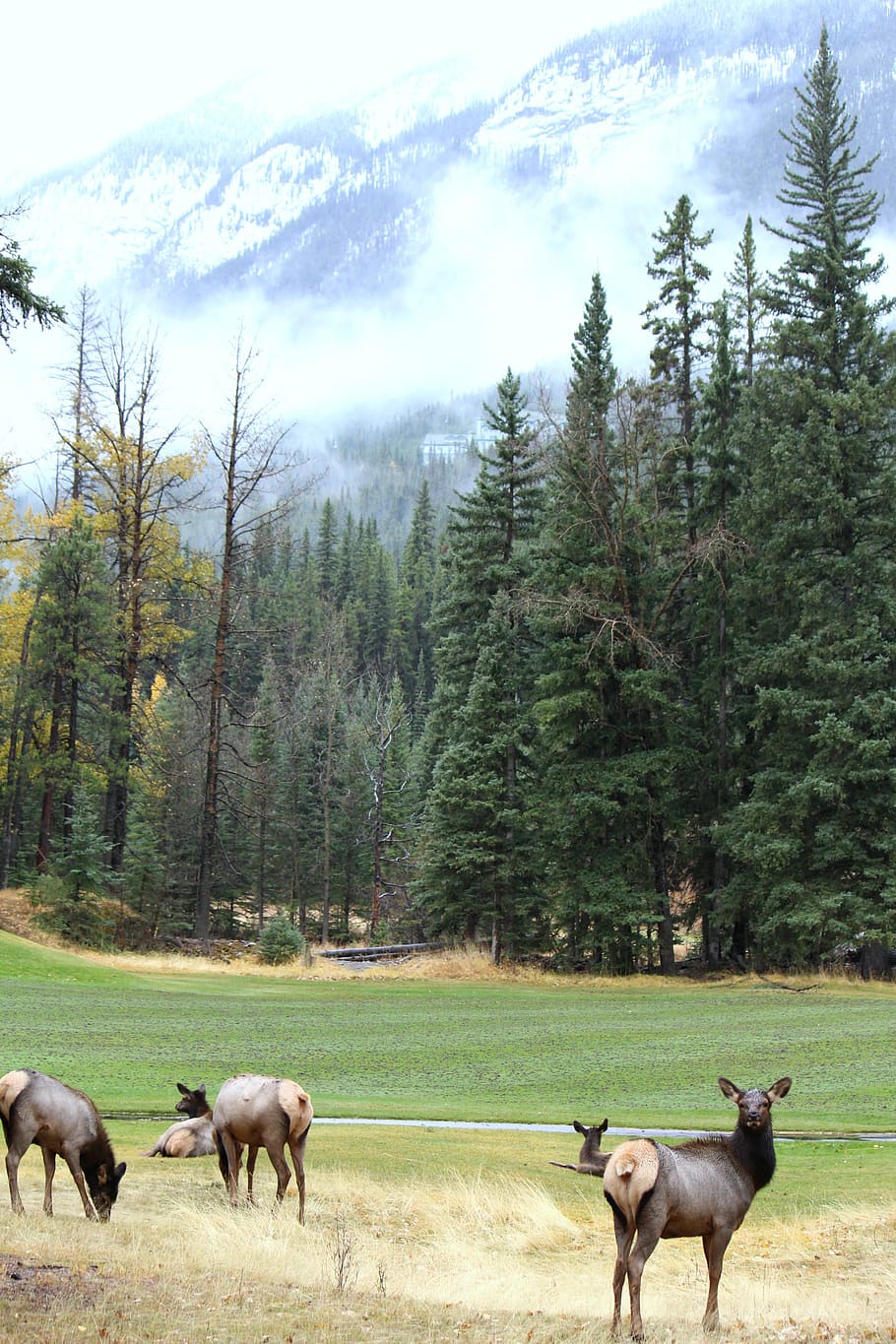 canada, banff, golf course road, fall, elk, wildlife, autumn HD wallpaper