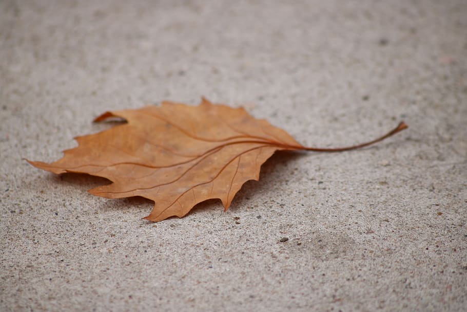 leaf, autumn, dry, close-up, fragility, vulnerability, plant part HD wallpaper