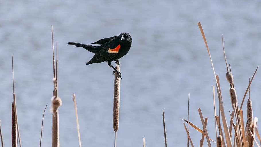 red wind blackbird, redwing, feather, water, marsh, cattails
