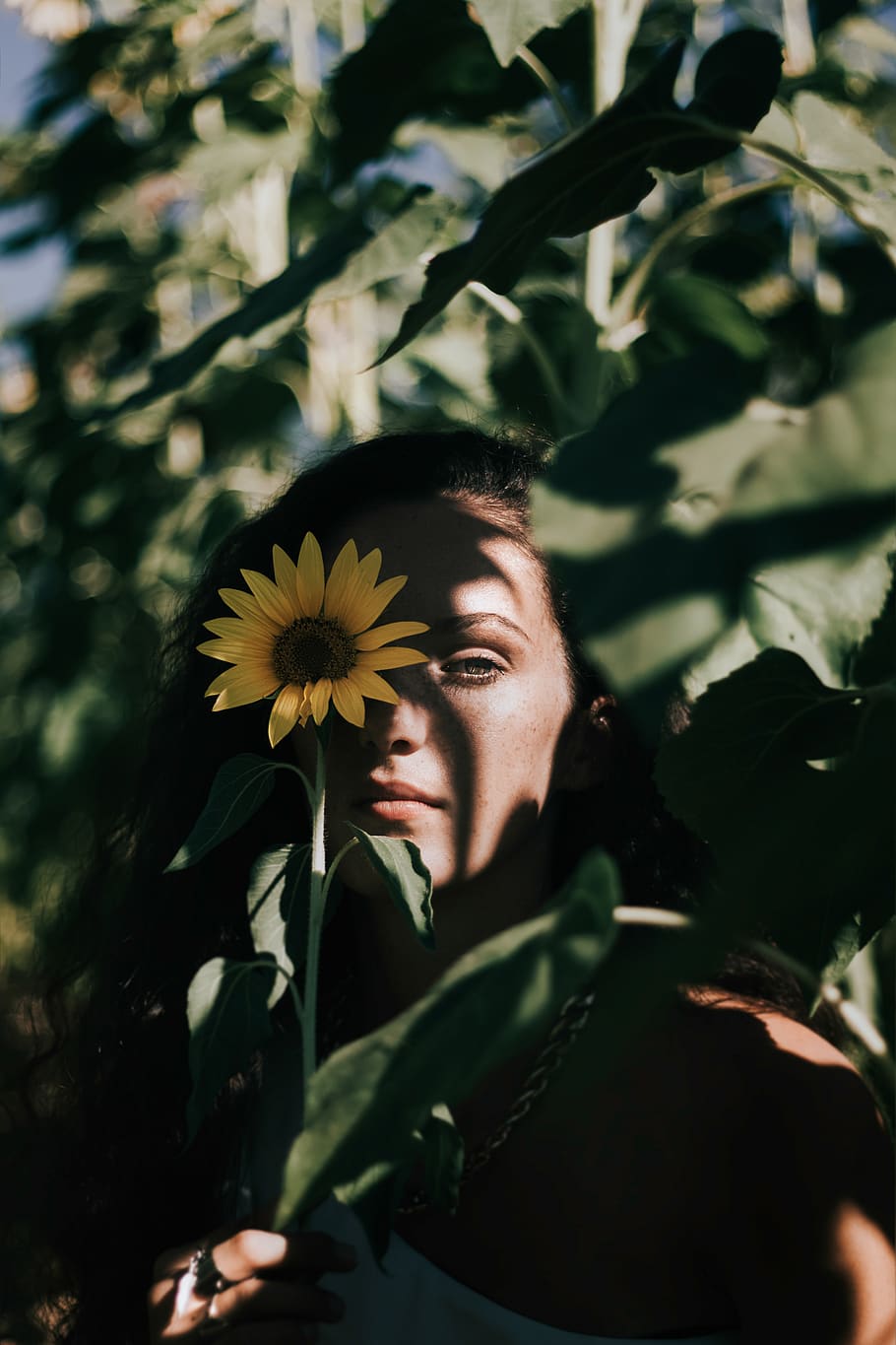 Woman Holding Sunflower, attractive, beautiful, bloom, blooming HD wallpaper