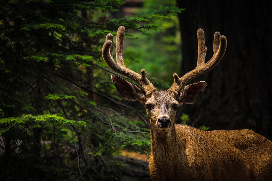 brown deer, wildlife, animal, antelope, mammal, elk, antler, yosemite national park, HD wallpaper