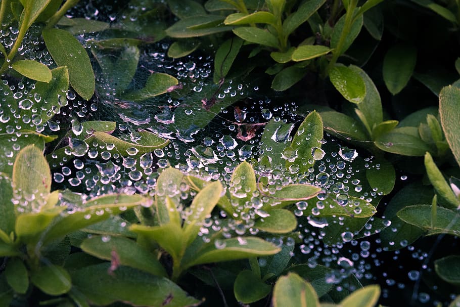 spider, a spider web, leaf, drop, rain, nature, green, plant part HD wallpaper