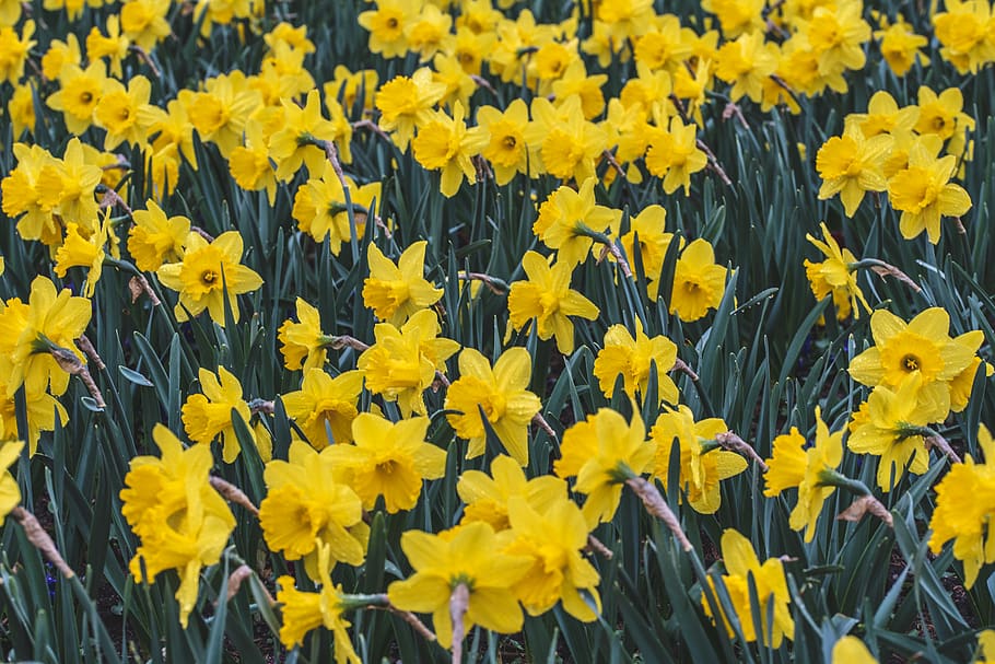 yellow daffodils, flower, flowering plant, freshness, beauty in nature HD wallpaper