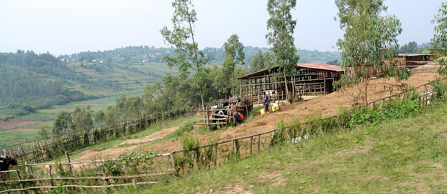 farm, africa, rwanda, hillside, african, architecture, built structure