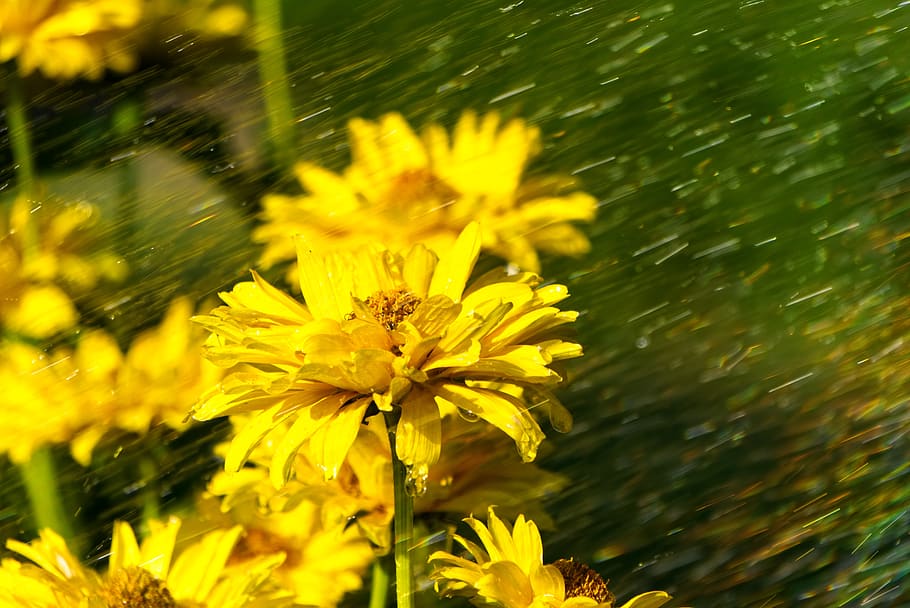 coneflower, rain, forward, storm, drip, wet, bloom, yellow HD wallpaper