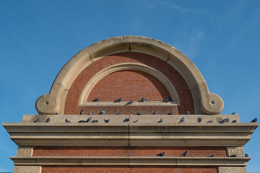 plinth, pigeon, brick, bird, bricks, city, ledge, architecture HD wallpaper