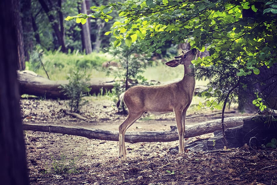 brown deer under green leafed tree, mammal, animal, wildlife HD wallpaper