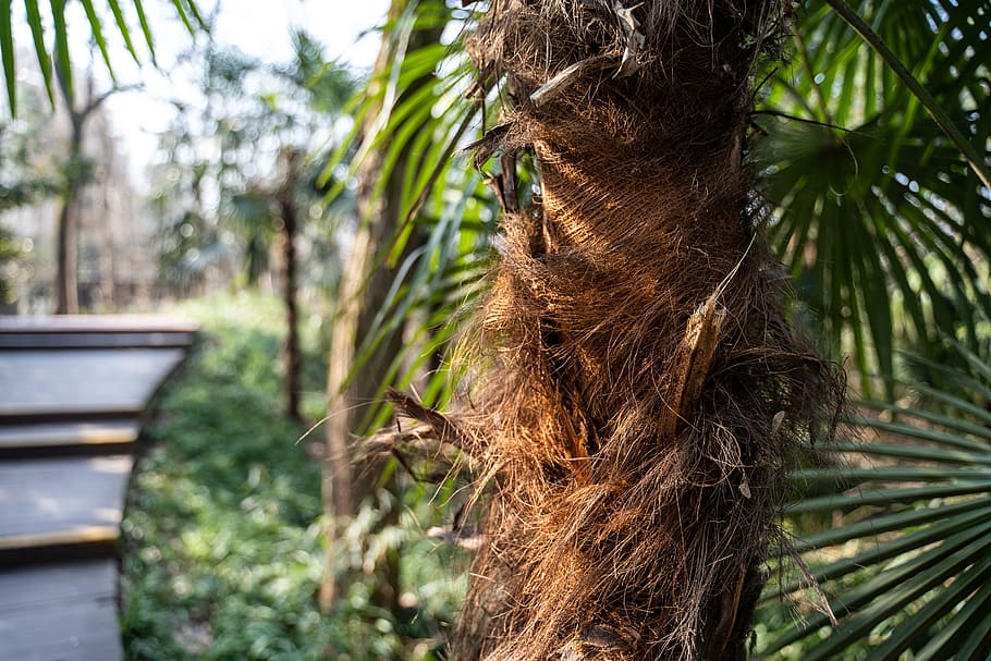 tree, plant, palm tree, arecaceae, vegetation, china, purple mountain HD wallpaper