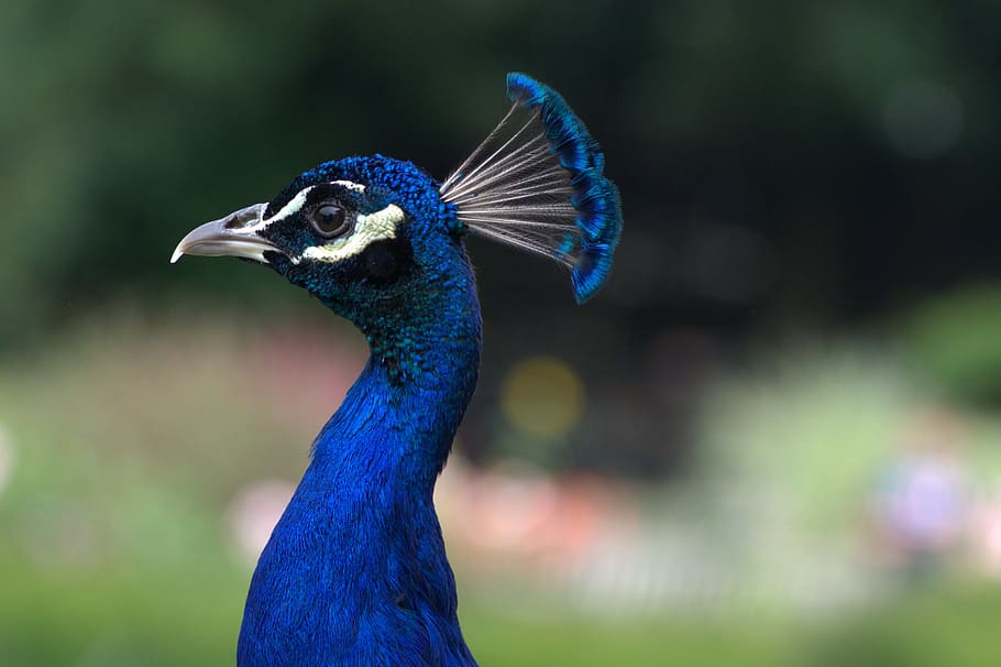 peacock, head, bird, blue, feather, plumage, iridescent, colorful HD wallpaper