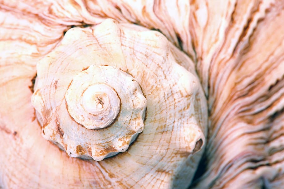 seashell, shellfish, spiral, background, detail, macro, marine HD wallpaper
