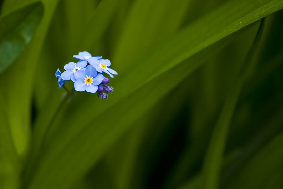 no one, nature, leaf, plant, garden, forget, flower, green HD wallpaper