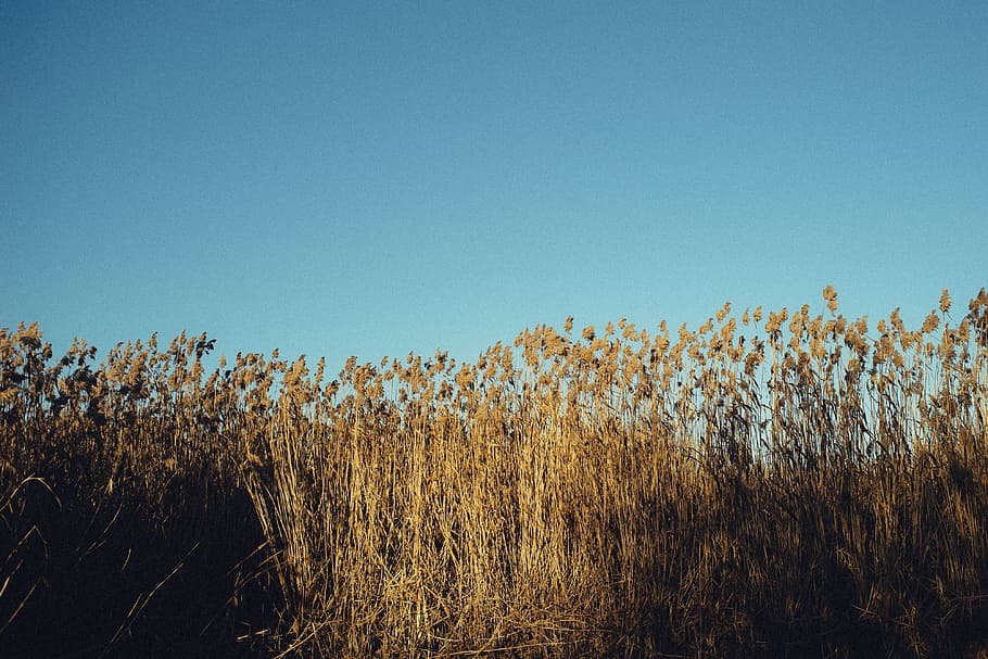 Autumn reed, background, blue, brown, canes, dawn, evening, grain HD wallpaper