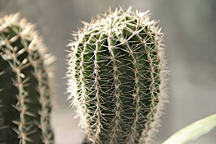 cactus, spiny, spur, prickly, plant, thorns, pointed, green HD wallpaper