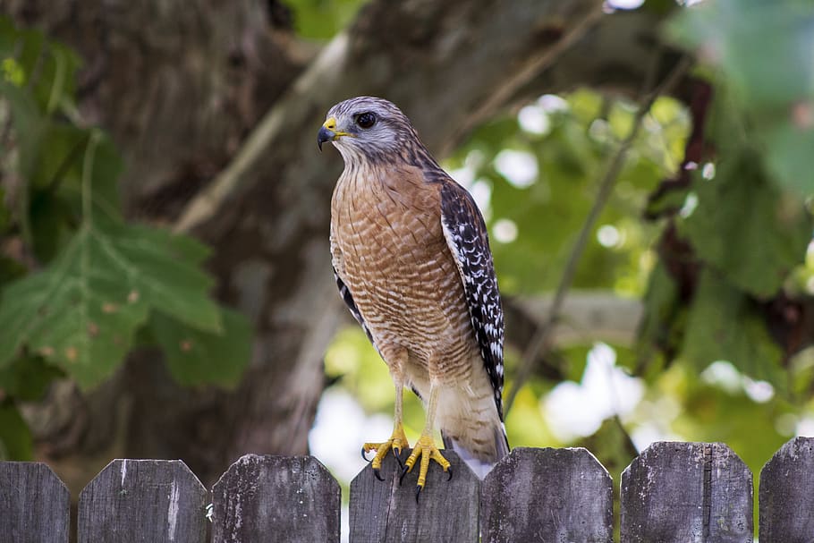 red shouldered hawk, talons, raptor, predator, fence, one animal HD wallpaper