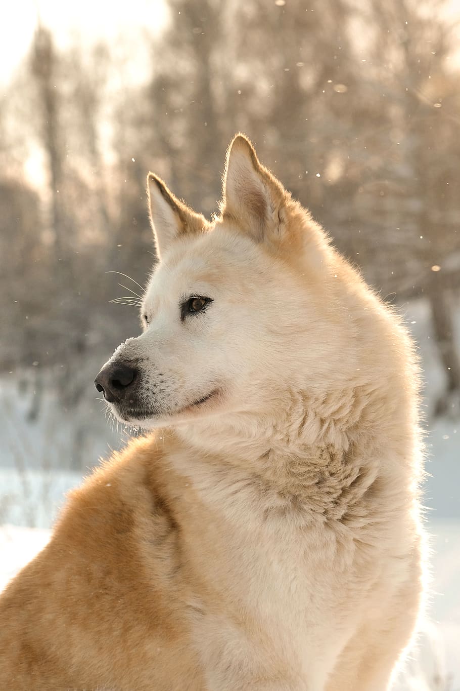 brown Dingo on snow covered surface, one animal, cold temperature HD wallpaper